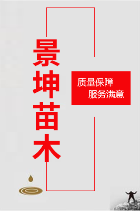石家庄景坤苗木种植有限公司