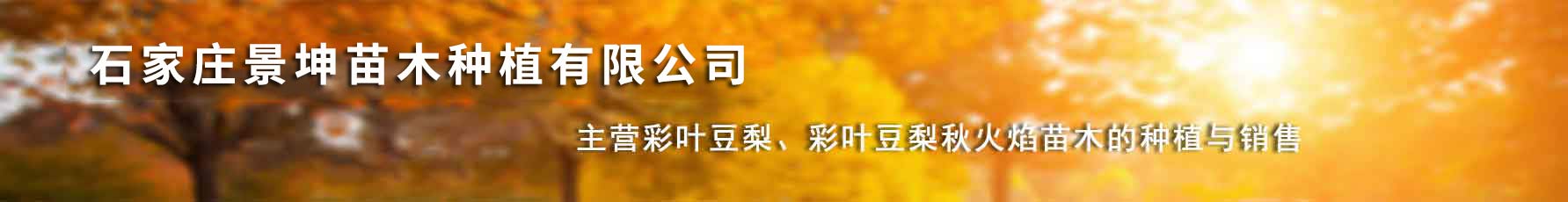 石家庄景坤苗木种植有限公司