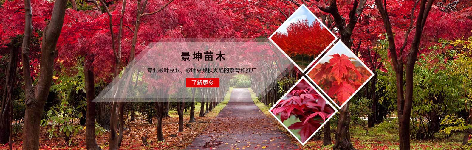 彩叶豆梨